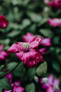 Blooming clematis 