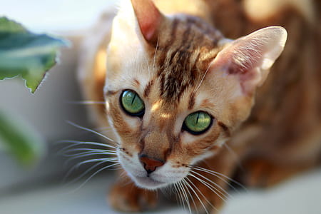 gray and brown cat close-up photo thumbnail