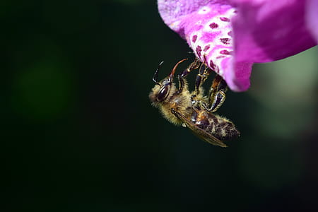 honey bee perched under purple petaled flower thumbnail