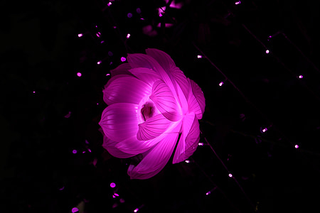 pink lotus flower in bloom close up photo thumbnail