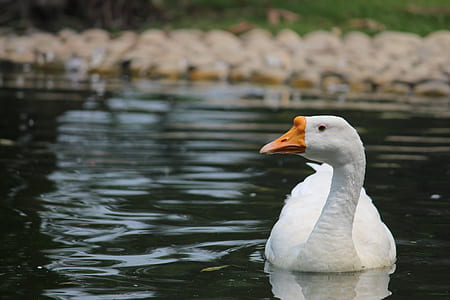 Goose on Body of Water thumbnail