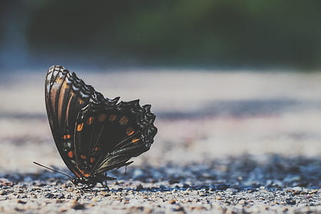 macro shot of black and orange butterfly on ground thumbnail