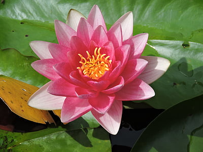 pink waterlily flower macro photography thumbnail