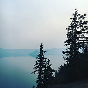 silhouette of trees beside body of water thumbnail
