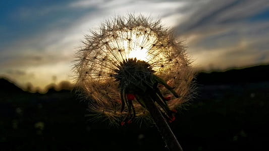 dawn, nature, silhouette, flower thumbnail