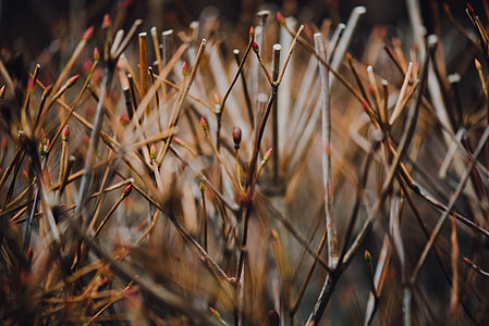 selective focus photo of tree branch thumbnail
