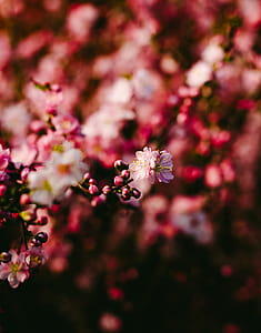 Red and Pink Petal Flower thumbnail
