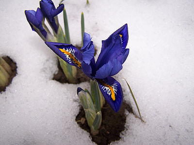 Iris Breeding, Iris thumbnail