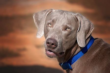 chocolate Labrador retriever thumbnail