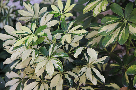 Tree With White-Green Leaves thumbnail