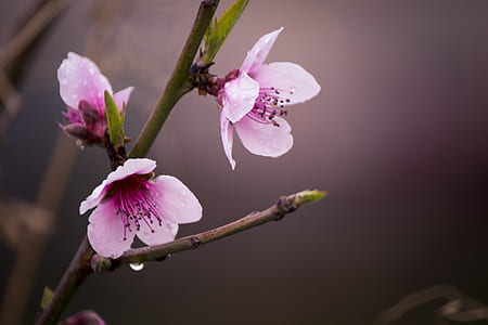 selective focus photograph of pink flower thumbnail