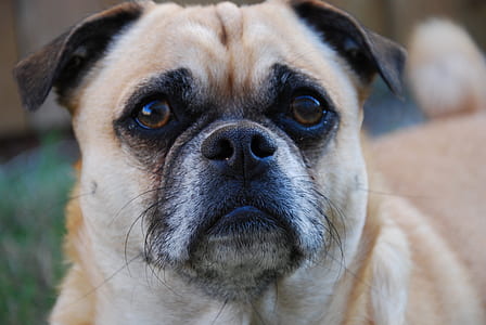 closeup photo of fawn puggle at daytime thumbnail