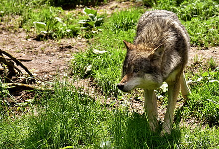 gray and black wolf on green grass thumbnail