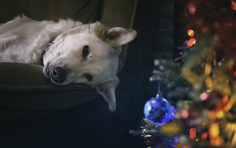 White Dog thumbnail