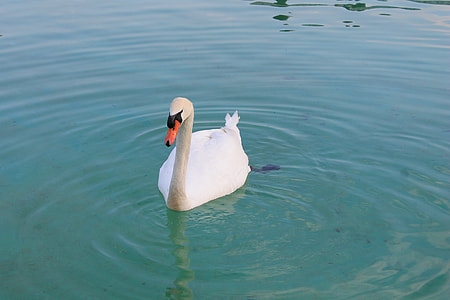 close-up photo of white swan on water thumbnail
