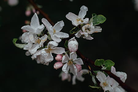 Stepanotis flower thumbnail