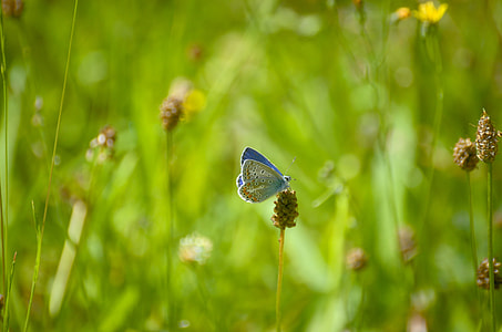 Butterfly, Argus-Silver-Studded Blue thumbnail