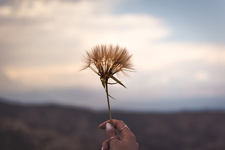 person holding brown dandelion flower selective-focus photography thumbnail