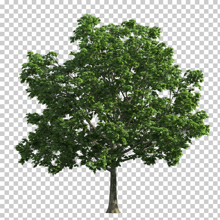 913 Deciduous Tree Png Cliparts For Free Download Uihere
