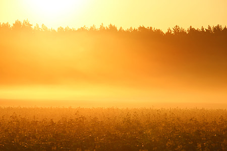 silhouette of trees covered with fog thumbnail