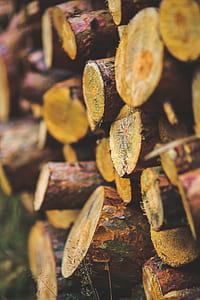 Wood for the winter thumbnail