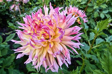 person showing purple and yellow flower plant thumbnail
