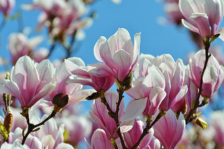pink and white petaled flowers macro photography thumbnail