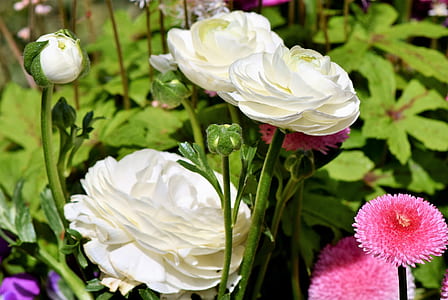 white petaled flower screenshot thumbnail