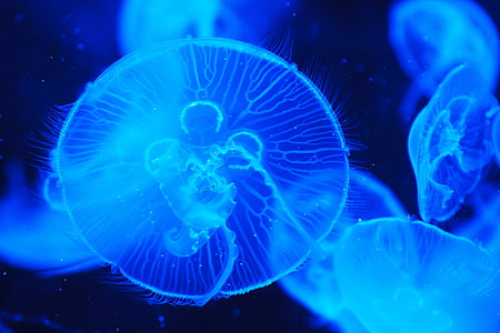 shallow focus photograph of blue jellyfish thumbnail