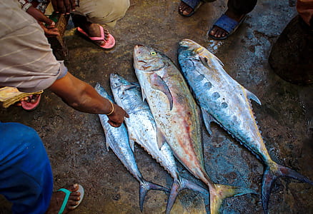 four tuna fishes thumbnail
