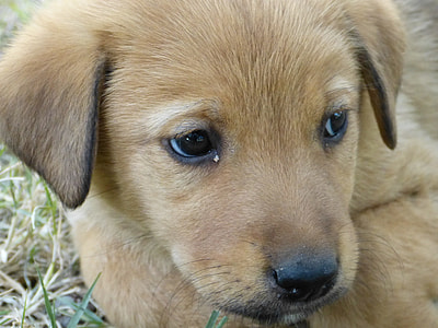 brown puppy thumbnail