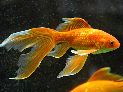 gold and white fish thumbnail