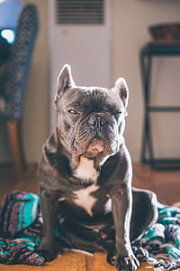 selective focus photography of black French bulldog on floor thumbnail