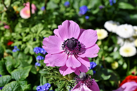 blooming purple petaled flowers thumbnail