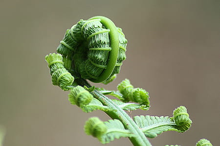 Green Plant Sprout thumbnail