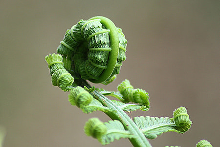 closeup photo of green plant thumbnail