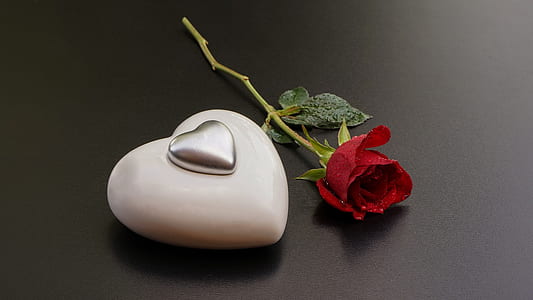 red rose on black table thumbnail