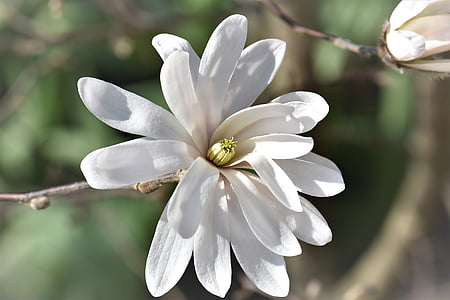 white Magnolia flower macro photography thumbnail