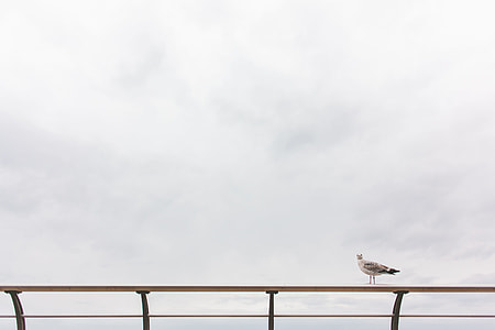 bird perching on white rail thumbnail