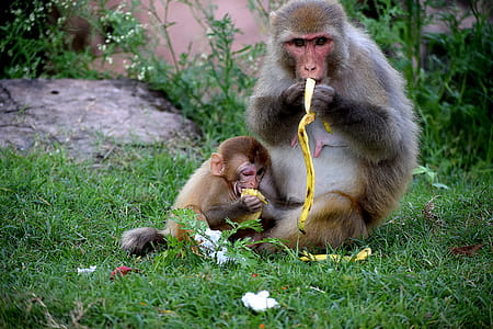 Monkey Eating Bananas thumbnail