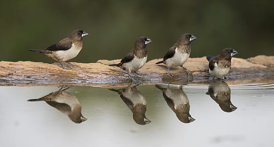 brown chest finches beside body of water thumbnail