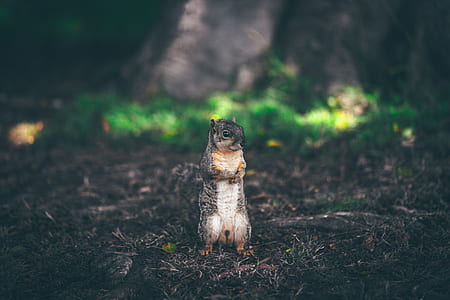 selective focus photography of squirrel thumbnail