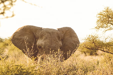 grey elephant on green grass field thumbnail
