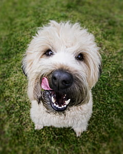 shallow focus photography of white dog thumbnail