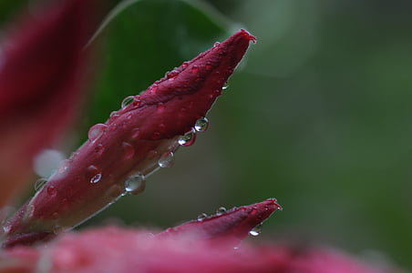 water dew on red flower thumbnail