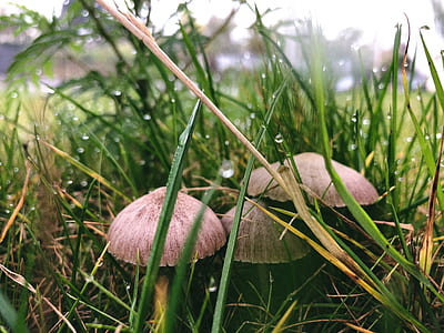 Three Brown Buttom Mushrooms Beside Grasses thumbnail