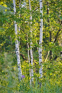 green leaves thumbnail