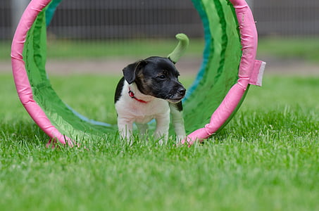 selective focus photography of puppy on training agility tunnel thumbnail