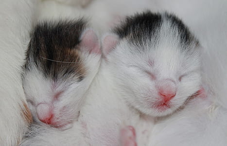 closeup photo of short-fur black and white kittens thumbnail