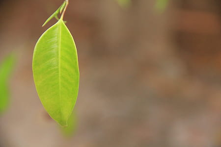 shallow focus photography of green leaf thumbnail